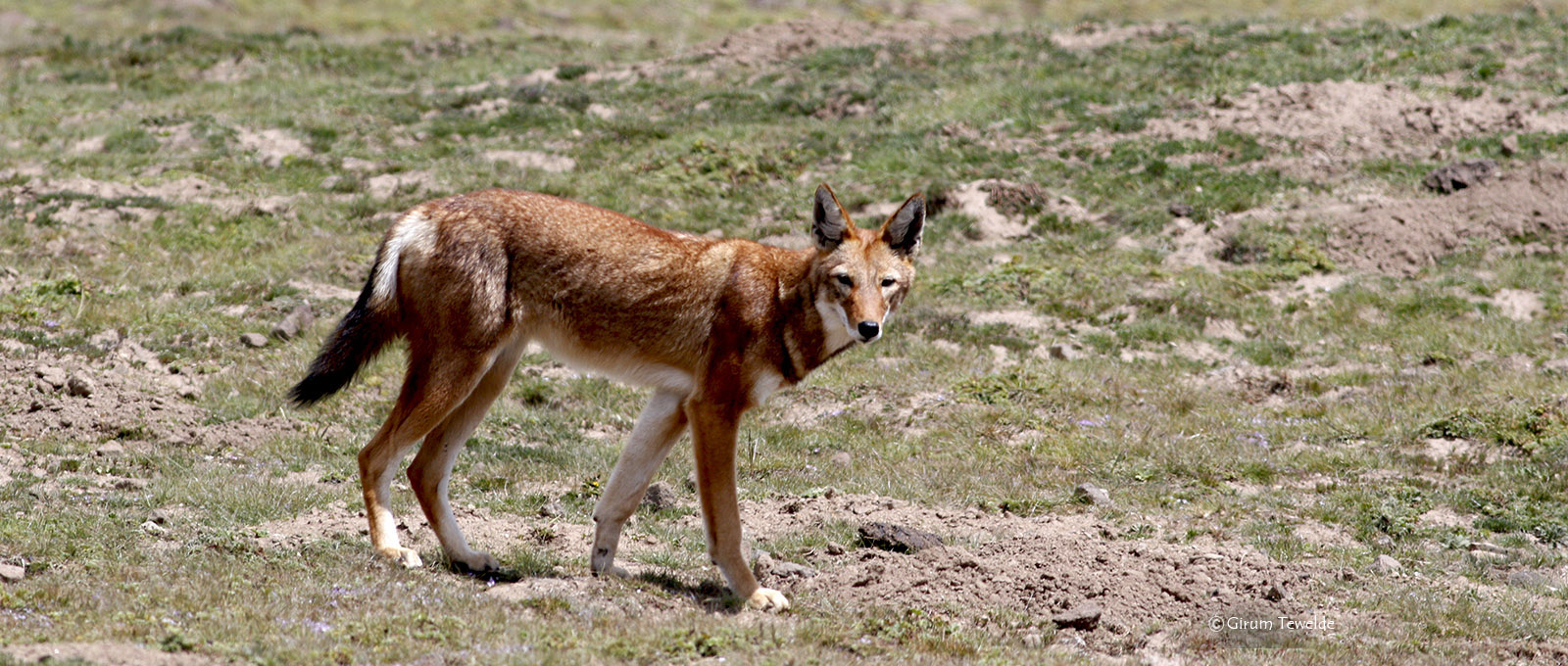 Ethiopian Wolf BMNP