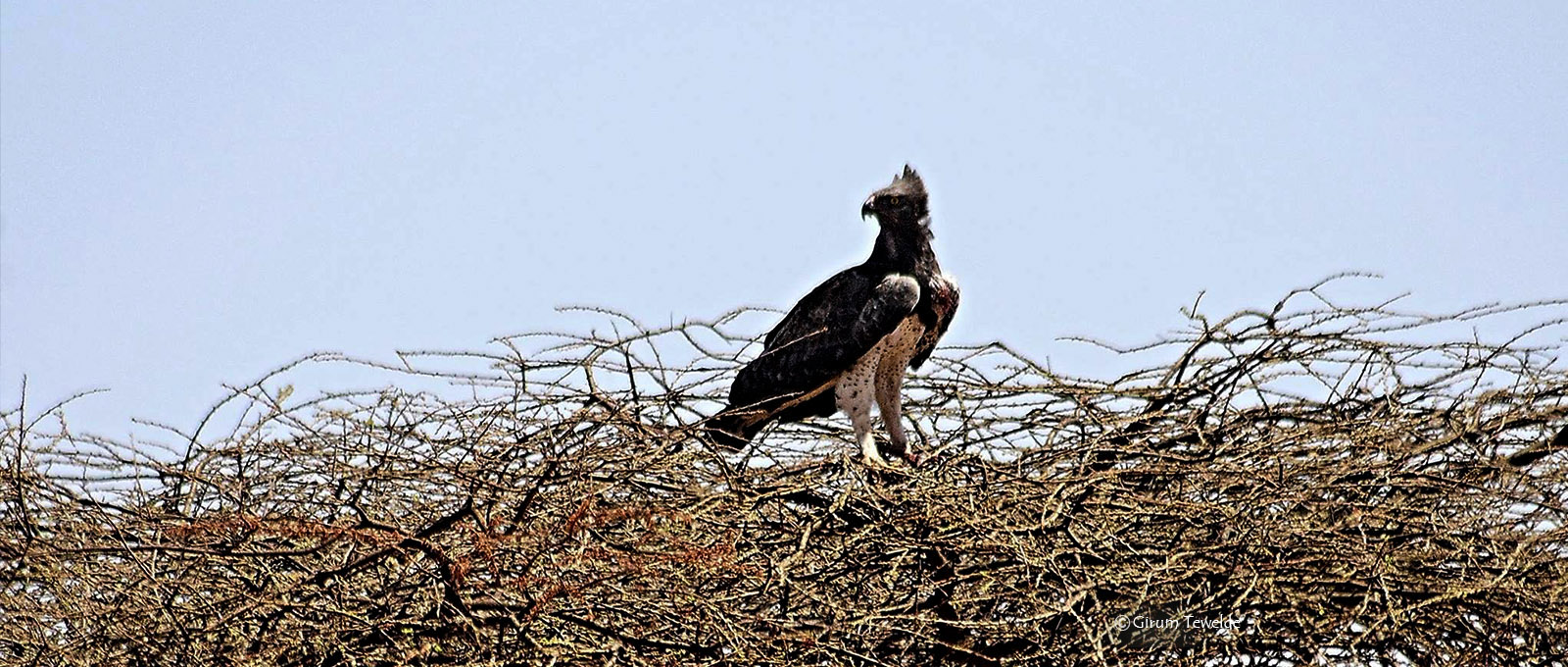 Ethiopia a Birdwatchers paradise