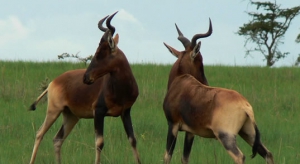 Ethiopian National Park