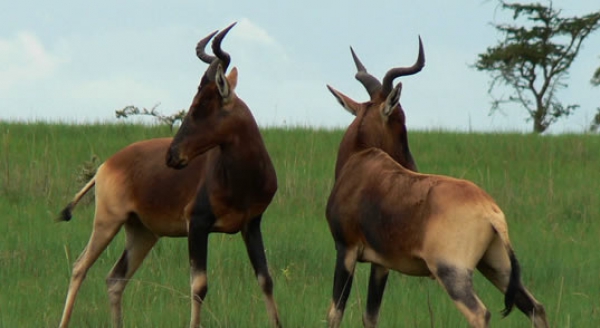 Ethiopian National Park